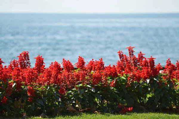 Flor Vermelha Junto Mar Belo Dia Verão — Fotografia de Stock