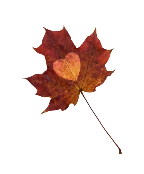 Dry maple leaf with a heart in the middle isolated on white background