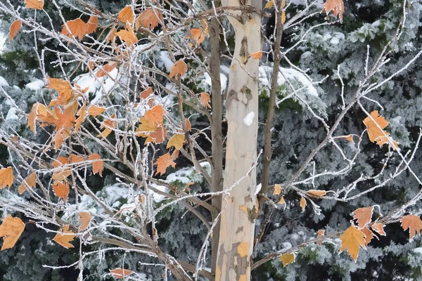 在寒冷的冬日里 覆盖着白霜和雪的干叶特写镜头 — 图库照片