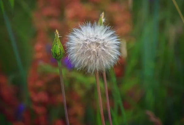 Closeup of a dandelion and a bud in pastel colors