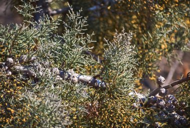 Ayrıntı güzel bir güneşli gün içinde vahşi iğne yapraklı ağaç