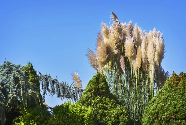 Plantas en primavera — Foto de Stock