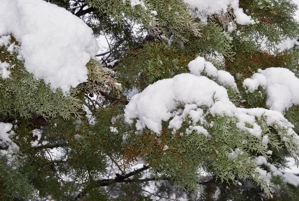 针叶树枝条的细部 上面覆盖着新鲜的雪 — 图库照片