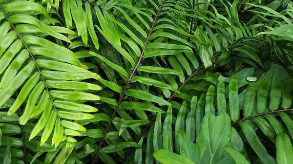 Uma Cena Tropical Floresta Samambaias Com Grande Leag Verde — Fotografia de Stock