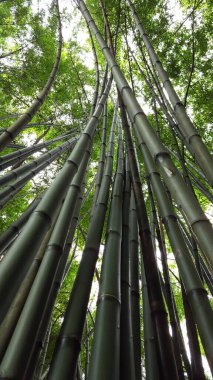 Bambu gökyüzüne doğru büyüyor.