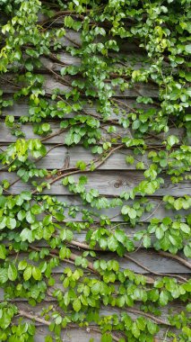 Sarmaşık bitkileri yün duvara tırmanıyor.