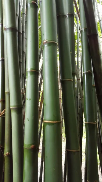 Troncos Bambu Frescos Closeup Com Pele Verde — Fotografia de Stock