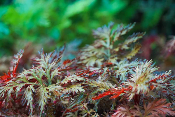 Renkli bir Spike Moss eğreltiotu arka planı.