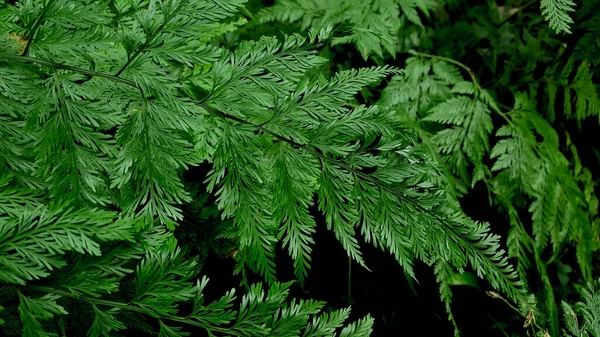 Davallia Fern Other Species Contrast Background — Stock Photo, Image