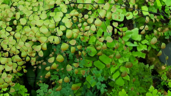 Tayland 'daki diğer türlerde Maidenhair eğreltiotu veya Adiantum.