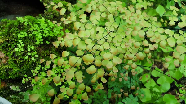 Tayland 'daki diğer türlerde Maidenhair eğreltiotu veya Adiantum.