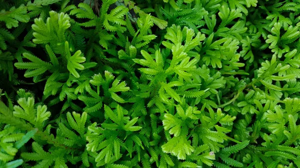 Spikemoss Varen Met Kleine Groene Bladsoorten — Stockfoto