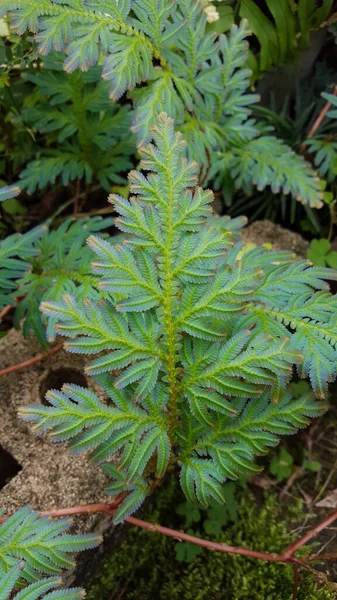 Spikemoss Ormbunke Med Levande Blad För Trädgårdsdekoration — Stockfoto