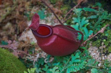 Maymun Kupası ya da Nepenthes, botanik çalışması için Biom 'da bir tropikal sürahi bitkisi. Alt-tropikal sulak alana özgü ve bahçe tasarımında popüler..