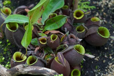 Monkey Cups or Nepenthes, a Tropical pitcher plants in the Biom for botany study. It's native to sub-tropical wetland area and popular in garden design. clipart