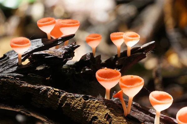 Pembe Yanık Kupa mantarları büyüyor Pembe Yanık Kupa mantarları yağmur ormanlarındaki çürümüş dalların ışığında büyüyor..