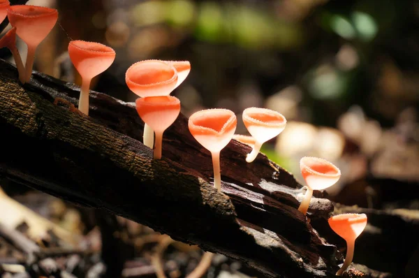 Pembe Yanık Kupa mantarları büyüyor Pembe Yanık Kupa mantarları yağmur ormanlarındaki çürümüş dalların ışığında büyüyor..