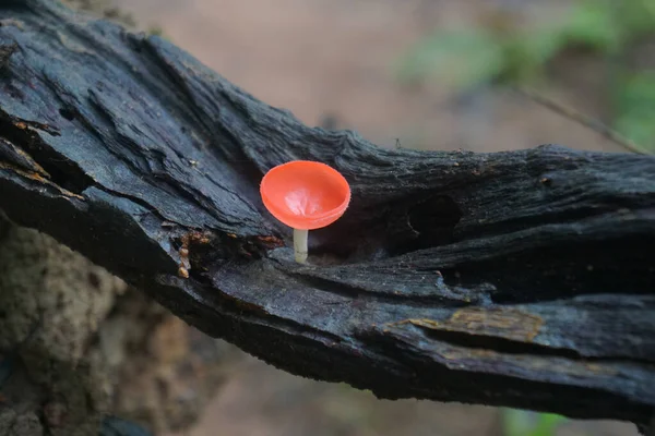 Pink Burn Cup Pilz Wächst Aus Dem Verwesenden Ast Regenwald — Stockfoto