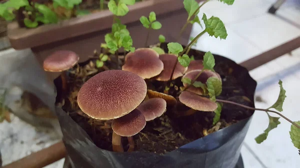 Kahverengi zehirli mantarlar nane ekiciden çıkar.