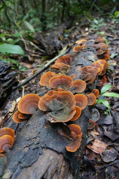 Khaoyai Milli Parkı, Nakon-rachasrima, Tayland 'dan yağmur mevsiminde mantar..                     