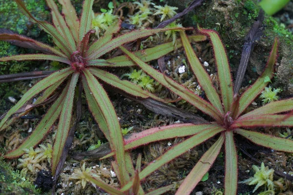 Les Autres Espèces Droséra Rosée — Photo