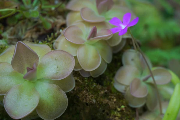 Diğer Butterwort türleri. Canivorouos bitkisi küçük mor çiçeği verir..