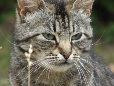 Kedi, sevgili ve tatlı, yumuşak ve nazik, sevgi dolu hayat