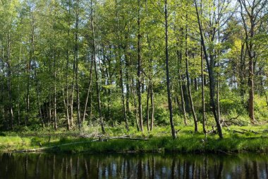  Orman. Güzel Orman, özel manzara.