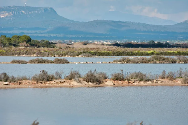 Natuurpark Albufera Lagune Mallorca — Stockfoto