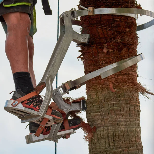 copy space dangerous job, man climbing, palm tree pruning with special climbing tool, job safety, safe gardeners tools