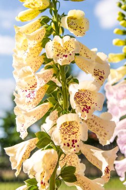 Güneşli bir gün Bahçe en güzel yüksükotu (Digitalis purpurea)
