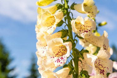 Güneşli bir gün Bahçe en güzel yüksükotu (Digitalis purpurea)