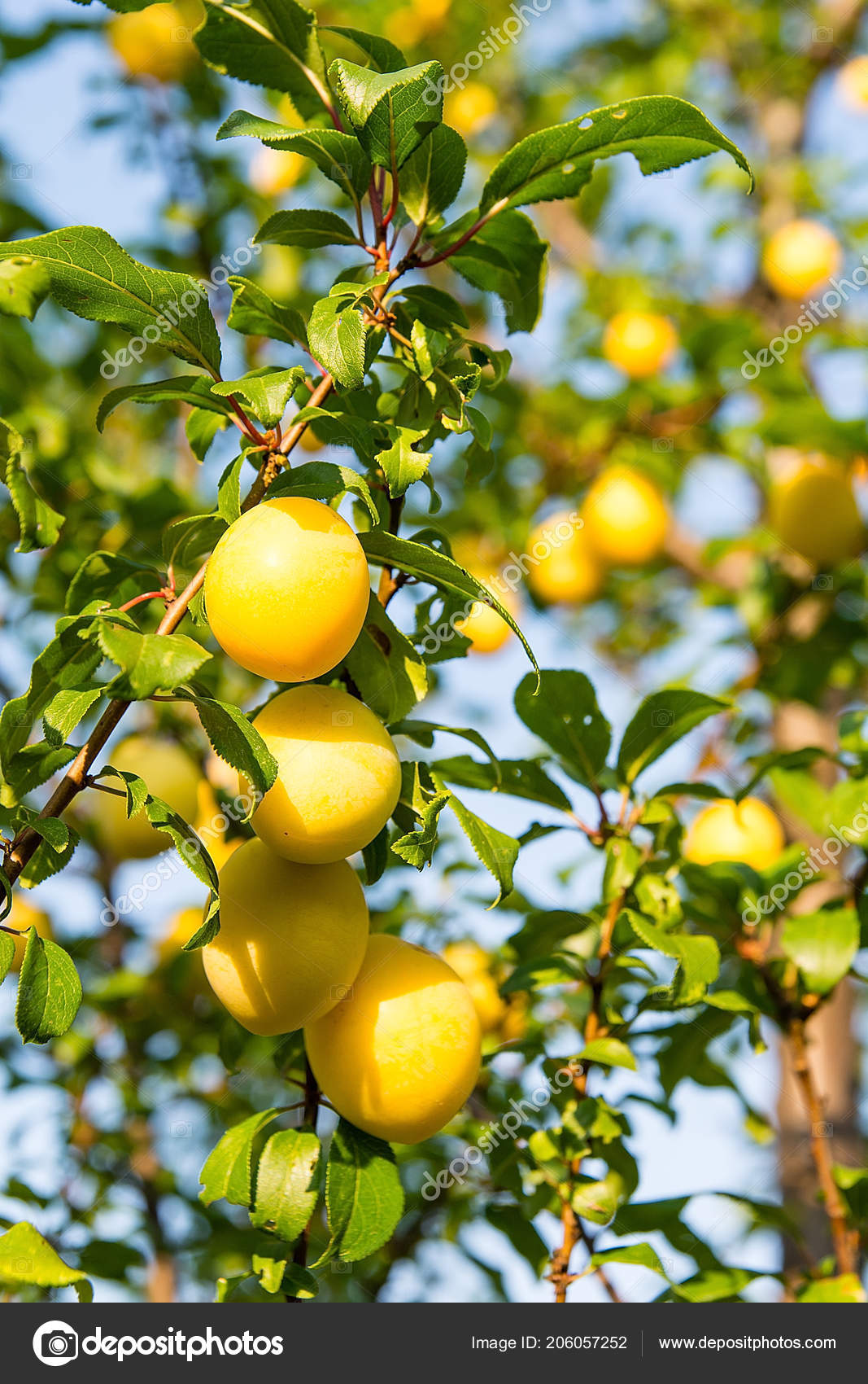 Mirabelle Plum Tree Orchard Stock Photo Image By C Ragnarphoto Mirabelle Plum Tree Orchard Stock Photo Image By C Ragnarphoto