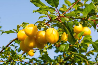 Mirabelle erik meyve bahçesi ağacında üzerinde