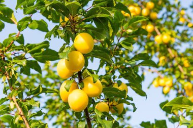 Mirabelle erik meyve bahçesi ağacında üzerinde