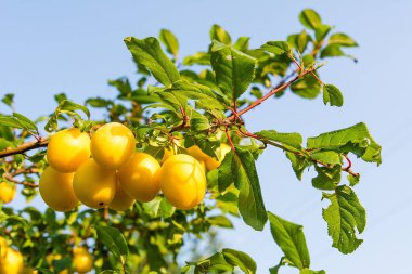 Mirabelle erik meyve bahçesi ağacında üzerinde