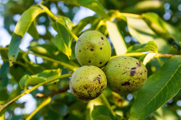 Ceviz meyve bahçesi ağacında üzerinde