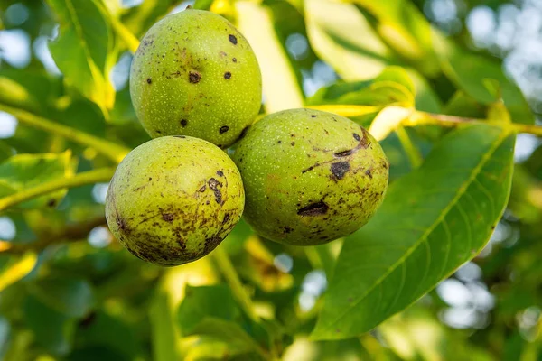 Ceviz meyve bahçesi ağacında üzerinde