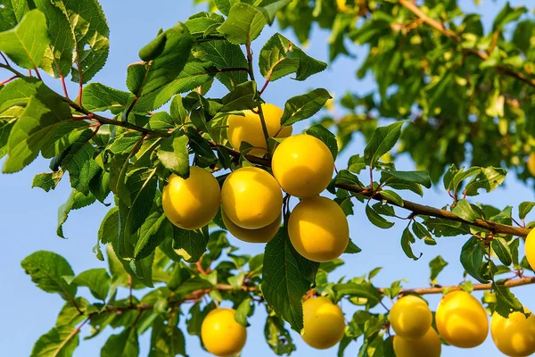 Mirabelle erik meyve bahçesi ağacında üzerinde