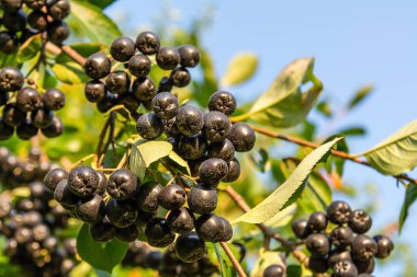 Ağaçta meyve chokeberry (Aronia melanocarpa)