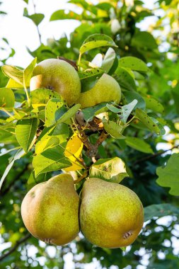Armut ağacındaki meyve bahçesi içinde