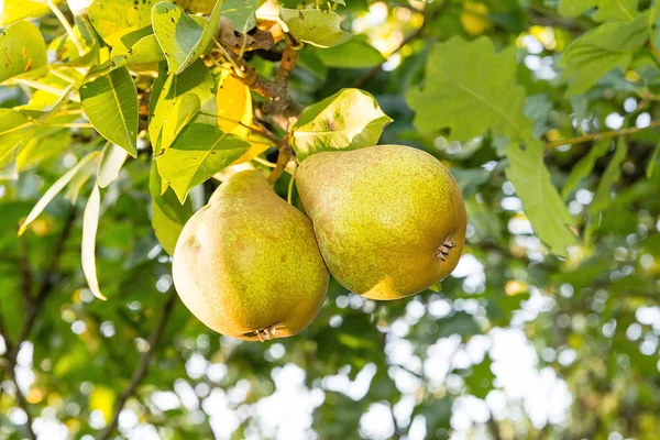 Armut ağacındaki meyve bahçesi içinde