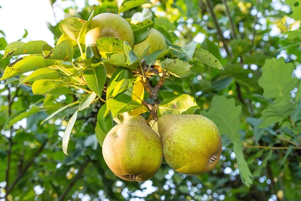 果园树上的梨 — 图库照片