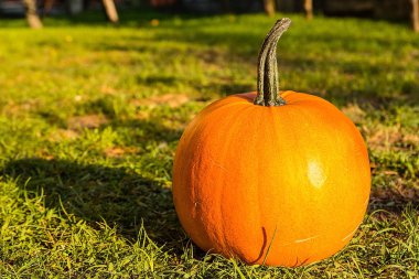 Kabak çim Bahçe