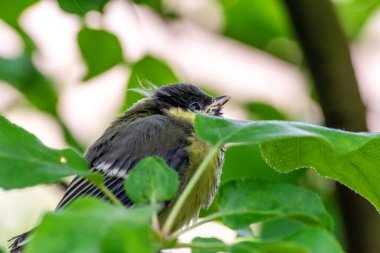 Young great tit (Parus major)