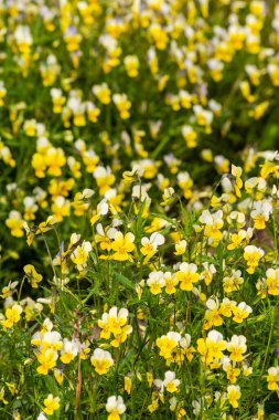 Çayırda üç renkli menekşe (Viola üç renkli)