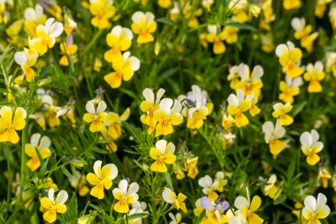 Çayırda üç renkli menekşe (Viola üç renkli)