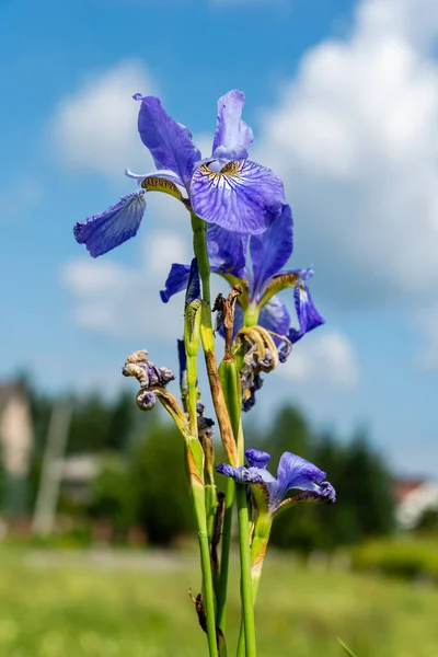 Szibériai Írisz Iris Sibirica Réten Napsütéses Napon — Stock Fotó