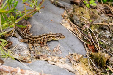 Kum kertenkelesi (Lacerta agilis)