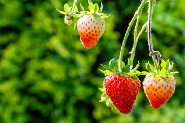 Leckere Erdbeeren Garten — Stockfoto